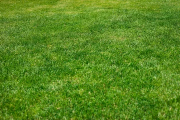 Poster Bright juicy green grass background. Fresh green manicured lawn close up. © mdyn