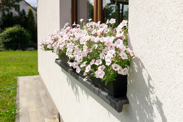 Colorful Flower Arrangement on the window. Wooden window decorated with white petunia