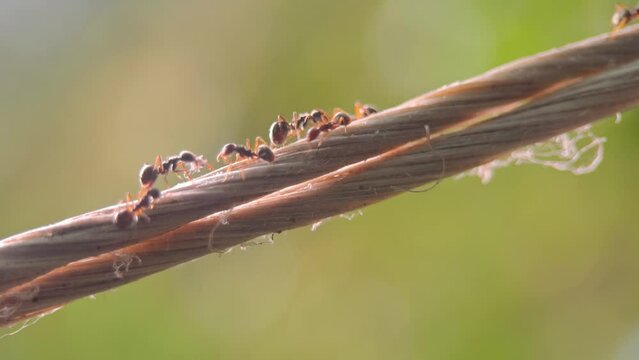 macro video of the ants walking on the rope.