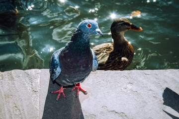Feral pigeon in city park