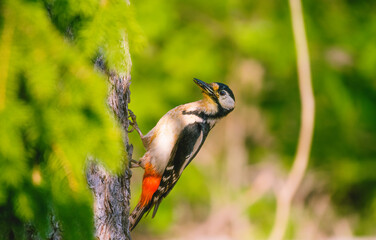 Woodpecker in a tree