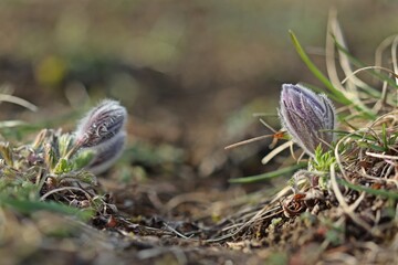 Aufblühende Küchenschellen (Pulsatilla vulgaris) auf Kalkmagerrasen