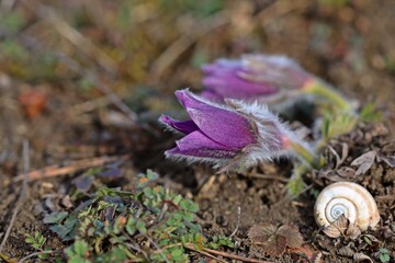 Aufblühende Küchenschellen (Pulsatilla vulgaris) auf Kalkmagerrasen