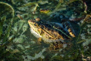 Frog's aquatic realm. A close up perspective.
