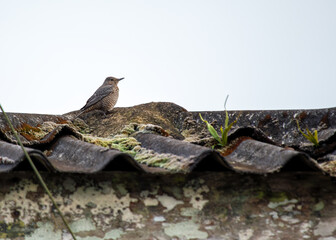 Black Rock Thrush (Monticola gularis) - Striking Songbird of Asia