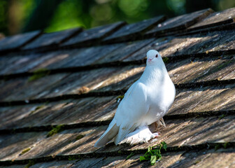 Cumulet Pigeon (Columba livia domestica) - Domestic Avian Companion