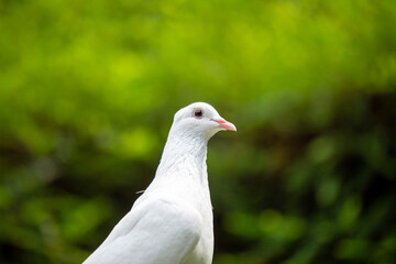 Cumulet Pigeon (Columba livia domestica) - Domestic Avian Companion