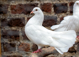 Cumulet Pigeon (Columba livia domestica) - Domestic Avian Companion