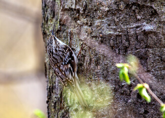 Brown Creeper (Certhia americana) - Forest Dweller of North America