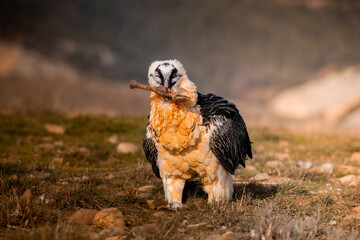 el quebrantahuesos en su habita natural