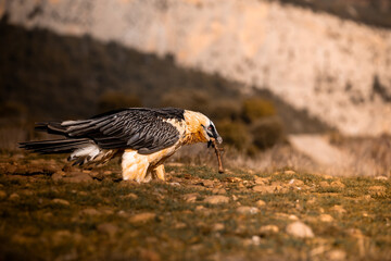 el quebrantahuesos en su habita natural