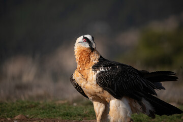 el quebrantahuesos en su habita natural