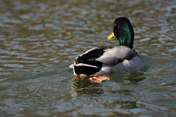 un colvert rêveur,nageant sur la rivière