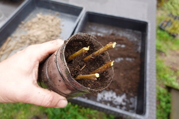 Persimmon cuttings planted in substrate to obtain tree cuttings per rooted branch
