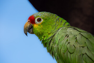 Pretty parrot perched on a tree in a public park