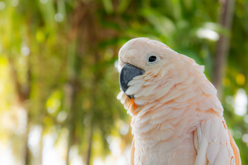 Pretty parrot perched on a tree in a public park