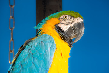 Pretty parrot perched on a tree in a public park