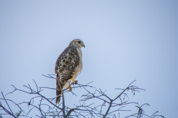 Red-shouldered hawk perched high on a branch in the Florida Everglades