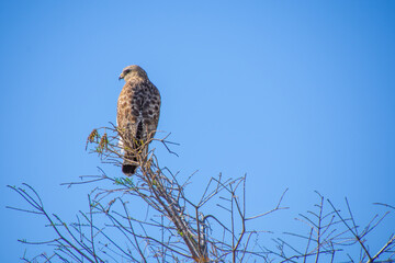 Red-shouldered hawk perched high on a branch in the Florida Everglades