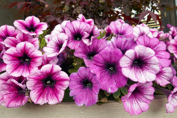  white and pink petunia flowers