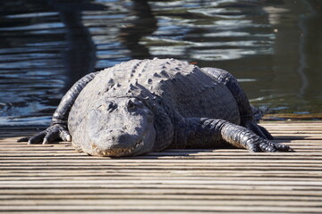 Krokodil liegt am Ufer und sonnt sich