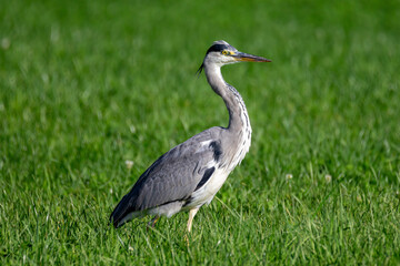 Naklejka premium Graureiher auf der Wiese Nahaufnahme - Ardea cinerea