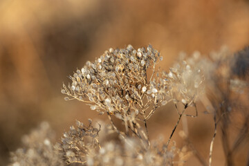  Leindotter - Camelina sativa © Patrick Hirschi