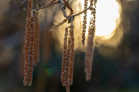 Haseln Zotten im Gegenlicht funkelnd - Corylus
