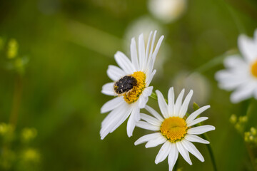 Fototapeta premium Käfer auf Blume