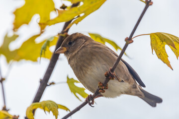 Small gray sparrow sitting on small branch of high and old tree at cloudy day
