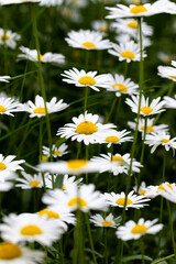 Fototapeta premium Margeritenwiese - Leucanthemum