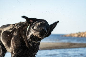 Happy black Labrador enjoys the approaching spring by the sea. The image radiates warmth and joy as...