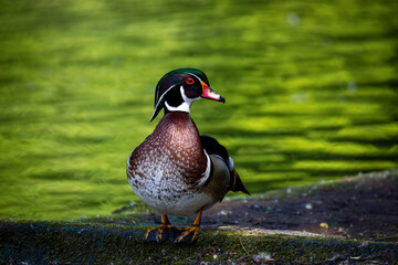 Brautente am Teich Nahaufnahme - Aix sponsa