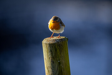 Rotkehlchen auf Pfosten blauer Hintergrund - Erithacus rubecula