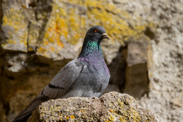 Stadttaube auf Fels - Columbidae