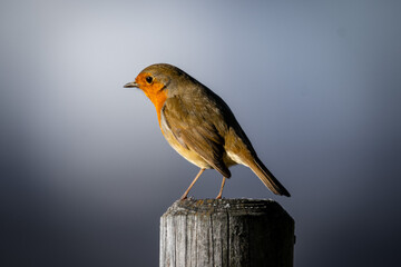 Rotkehlchen auf Pfosten Nahaufnahme - Erithacus rubecula