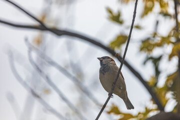 Small gray sparrow sitting on small branch of high and old tree at cloudy day