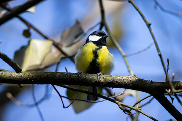 Kohlmeise - Parus major