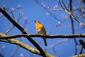 Rotkehlchen - Erithacus rubecula