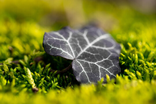 Efeublatt auf Moos Nahaufnahme - Hedera