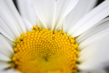Daisy - Bellis perenis - macro shot with shallow depth of field