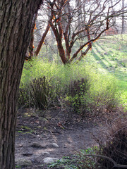 Fototapeta premium Tree branches backlit - Bank of the river Don - Aberdeen - Scotland - UK
