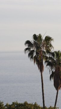 Palm trees and sea at calm evening. 4K Vertical