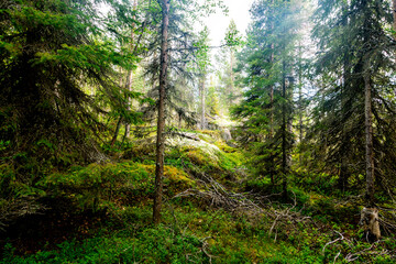 Fototapeta na wymiar Fir forest in Republic of Karelia