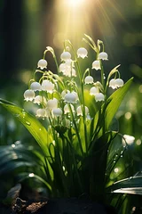 Muurstickers Lilies of the valley in morning sun in the forest sunlight © neirfy