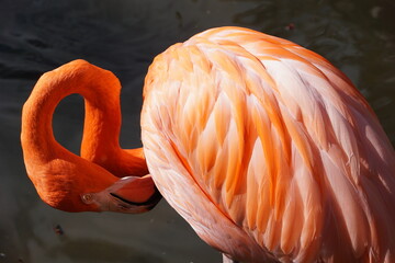 Flamingo in den Everglades, Florida putzt sich seine rosa Federn am Wasser