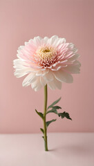 pink flower on pink background
