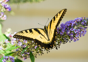 butterfly on flower
