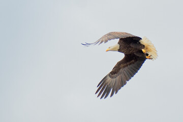 bald eagle in flight