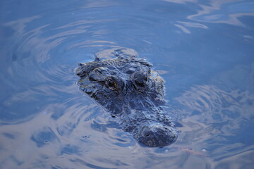 Alligator in den Everglades, Florida, Close-Up vom Kopf im Wasser